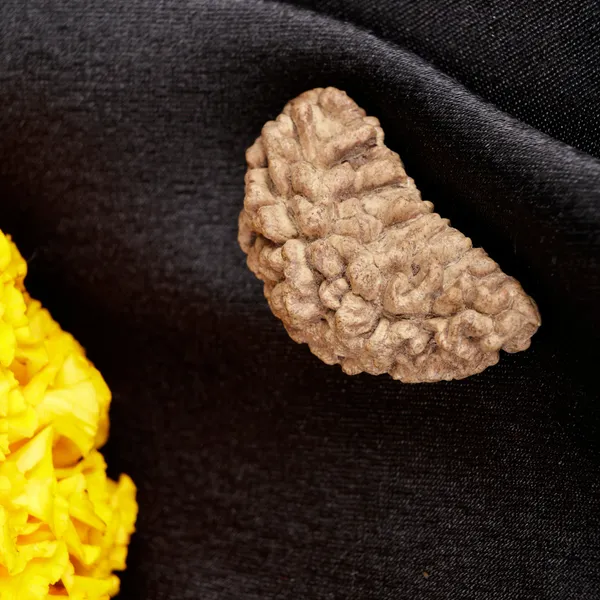 1_Mukhi_Rudraksha_Moon_Shape